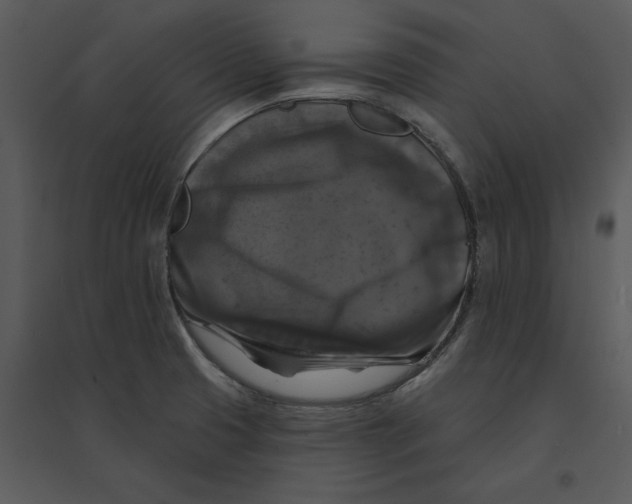 X0000095551425200801041321