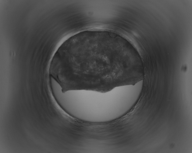 X0000095551483200801041320