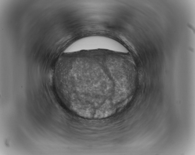 X0000095550026200801111503