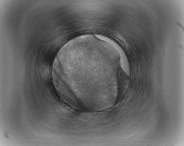 X0000095550029200801111503