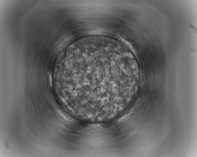 X0000095550061200801111502