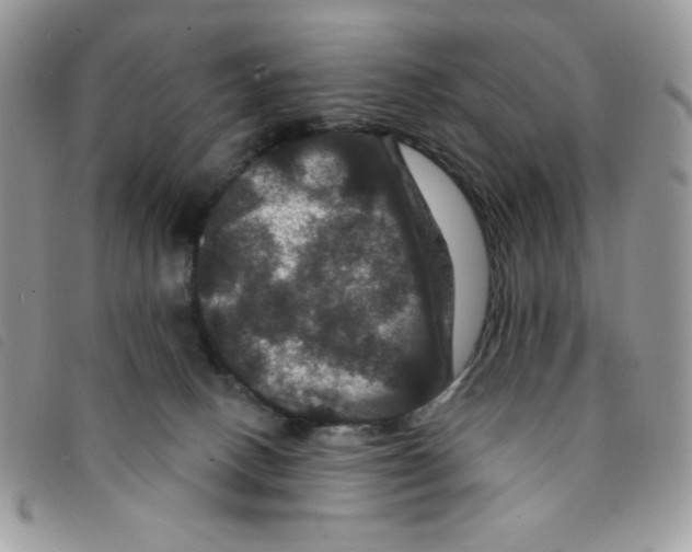 X0000095550082200801111503