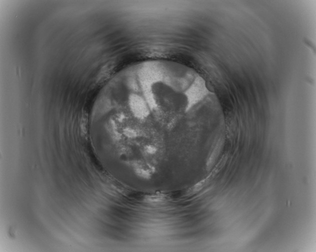 X0000095550175200801111501