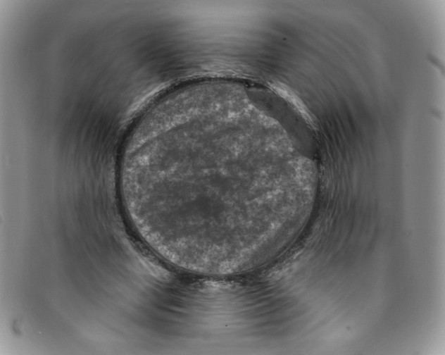 X0000095550442200801111457