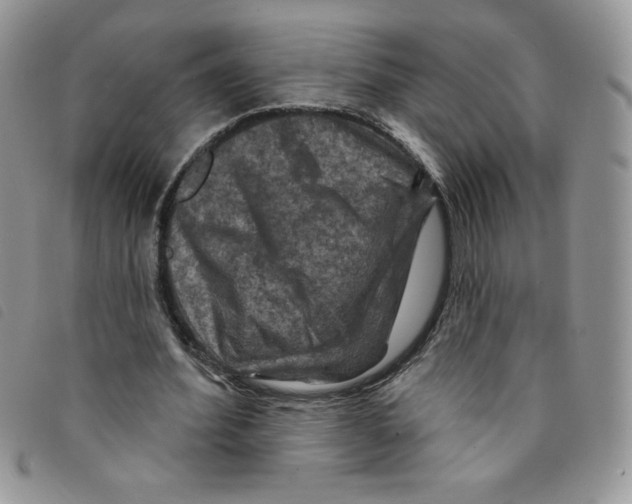 X0000095550580200801111456