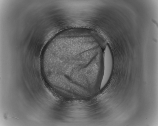 X0000095550626200801111454