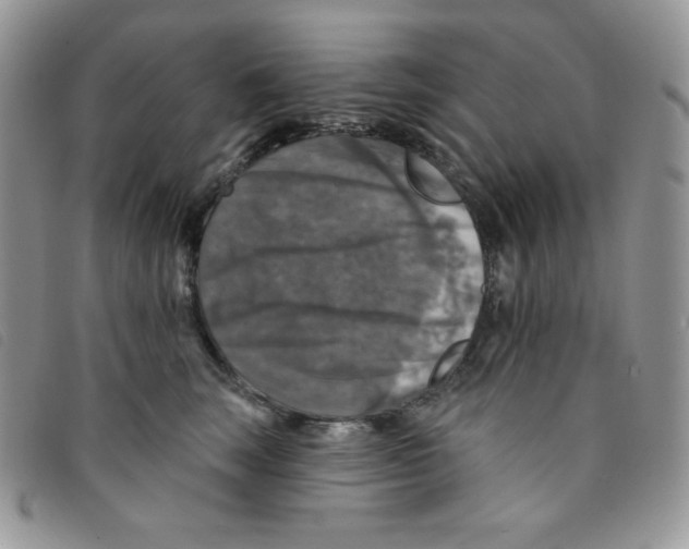 X0000095550663200801111455