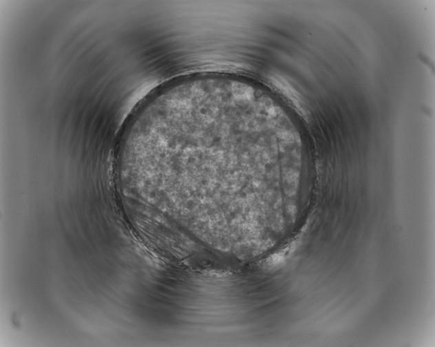 X0000095550875200801111451