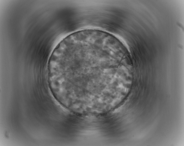 X0000095550911200801111451