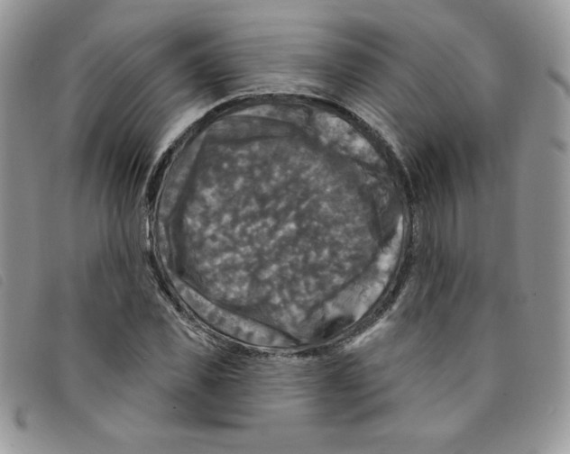 X0000095550925200801111450