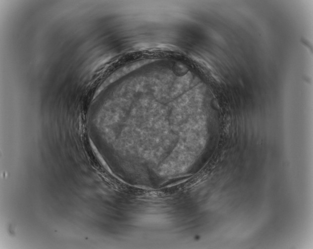 X0000095550966200801111450