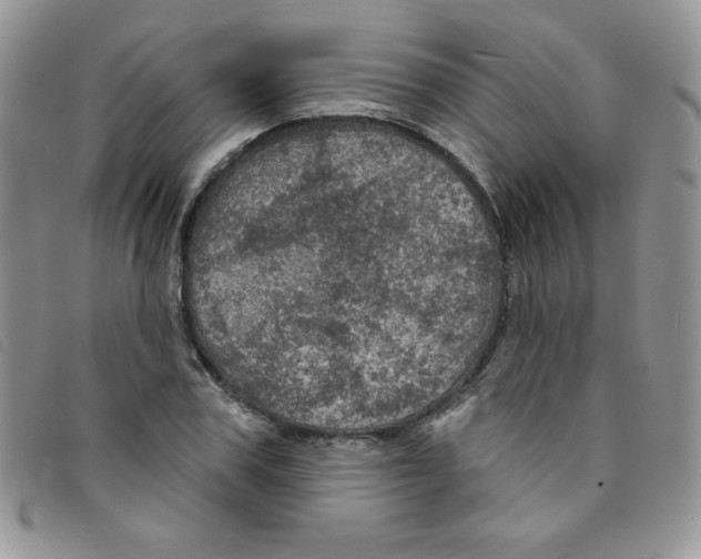 X0000095550979200801111450