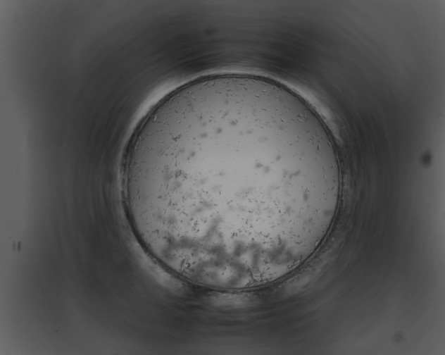 X0000095670998200801081035