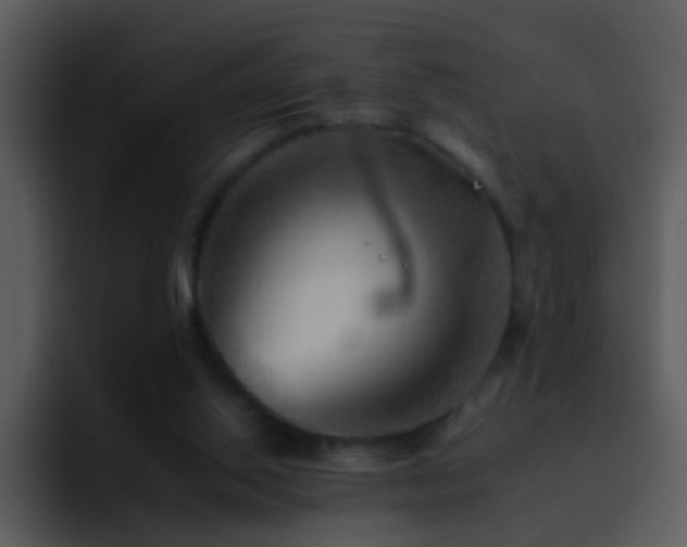 X0000095670062200801081217