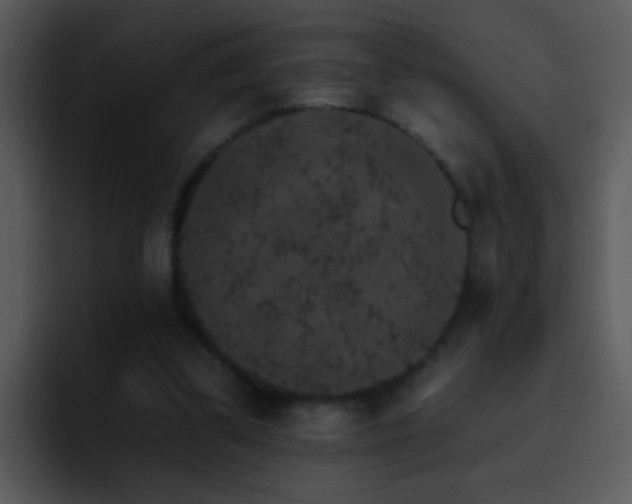 X0000095670299200801081214