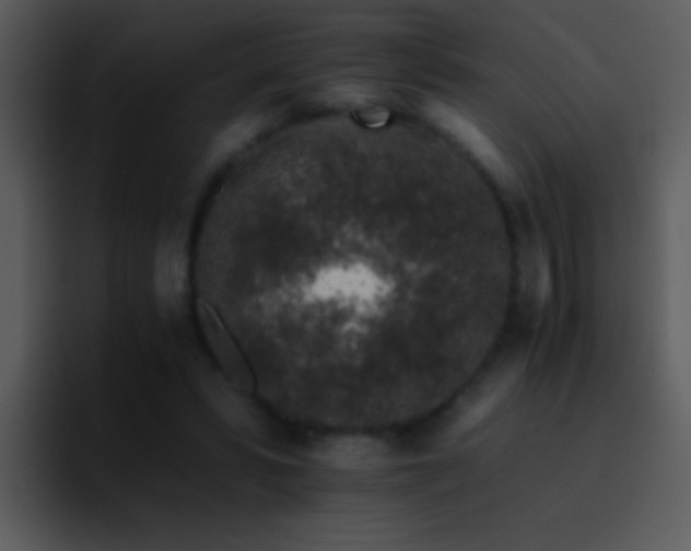 X0000095670399200801081213