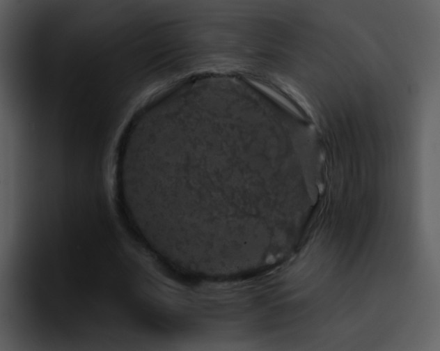 X0000095670679200801081209