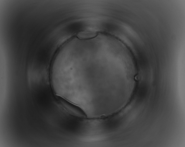 X0000095670930200801081205