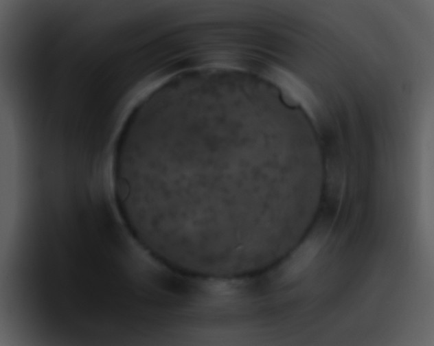 X0000095670987200801081205