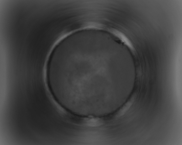 X0000095670991200801081205