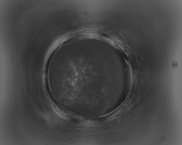 X0000095670293200801151110