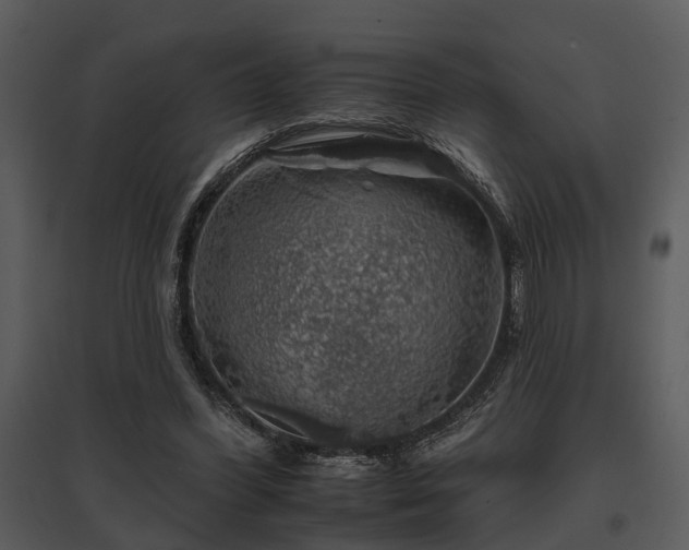 X0000095670396200801151108