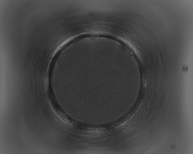 X0000095670488200801151107