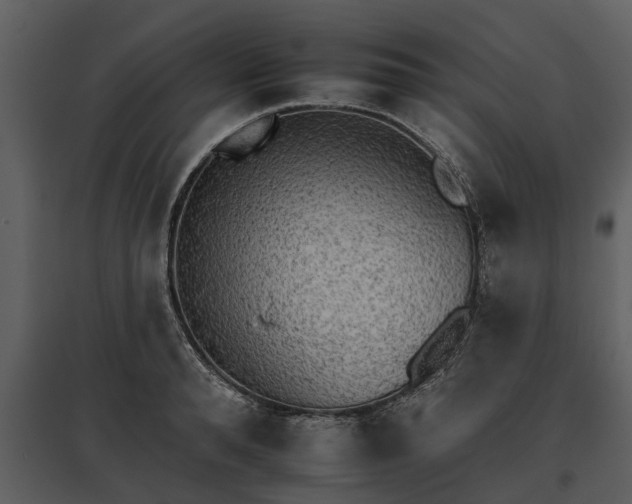 X0000095670896200801151101