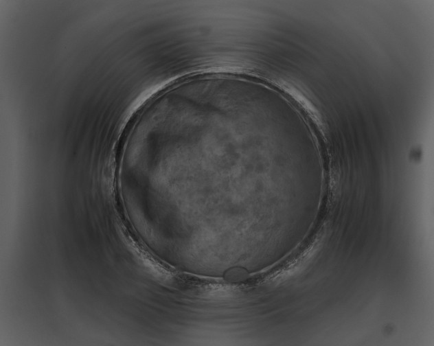 X0000095670933200801151101