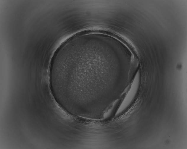 X0000095670935200801151101