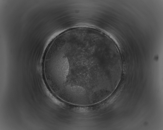 X0000095670995200801151100