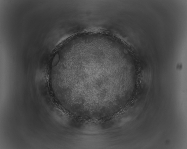 X0000095671206200801151056