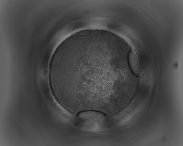 X0000095671335200801151055