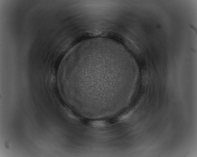 X0000095670085200801221213