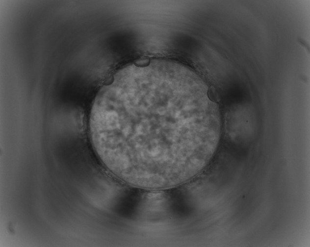 X0000095670173200801221212