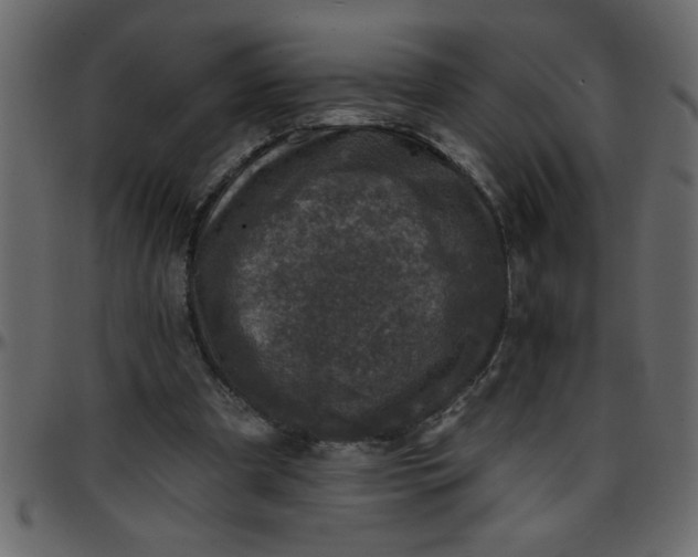 X0000095670297200801221210