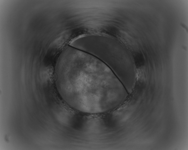 X0000095670867200801221202