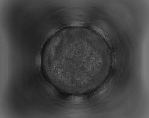 X0000095670299200801291142