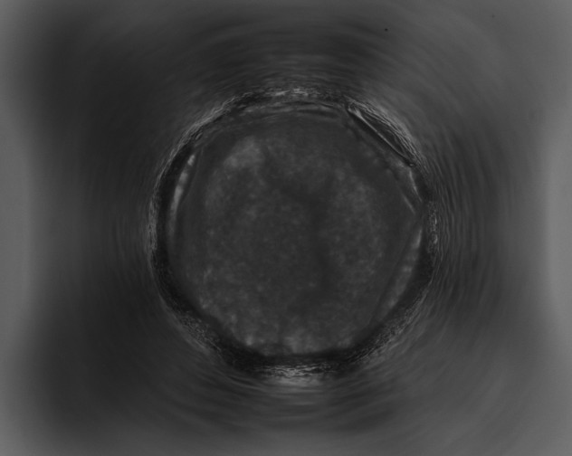 X0000095670496200801291140