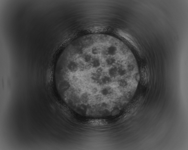 X0000095670499200801291140