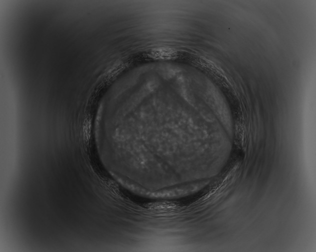 X0000095670652200801291138