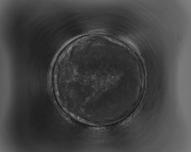 X0000095670816200801291135