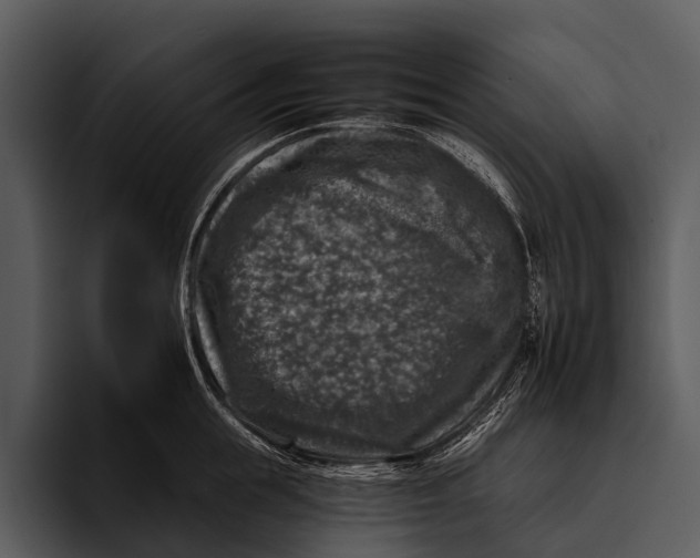 X0000095670855200801291135