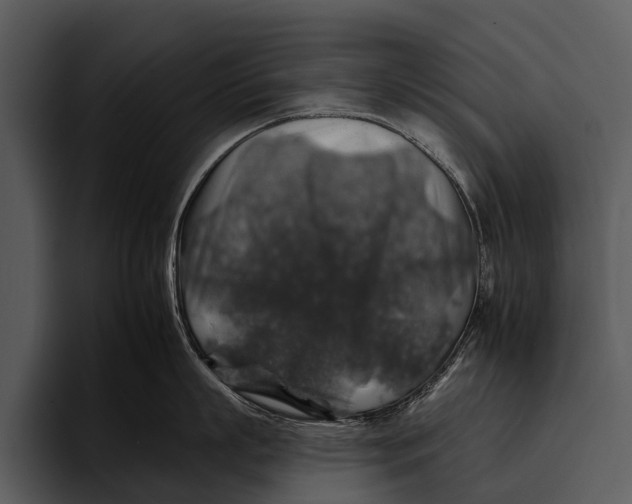 X0000095670863200801291135