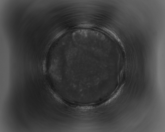 X0000095670889200801291134