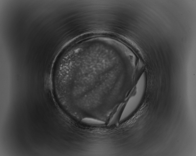 X0000095670935200801291134