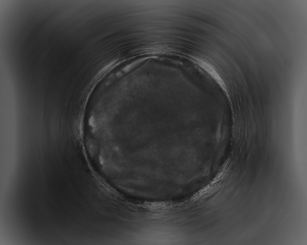 X0000095670946200801291134