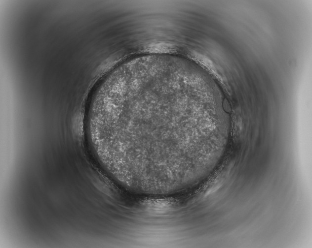 X0000095670299200802051236