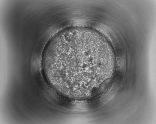 X0000095670487200802051233