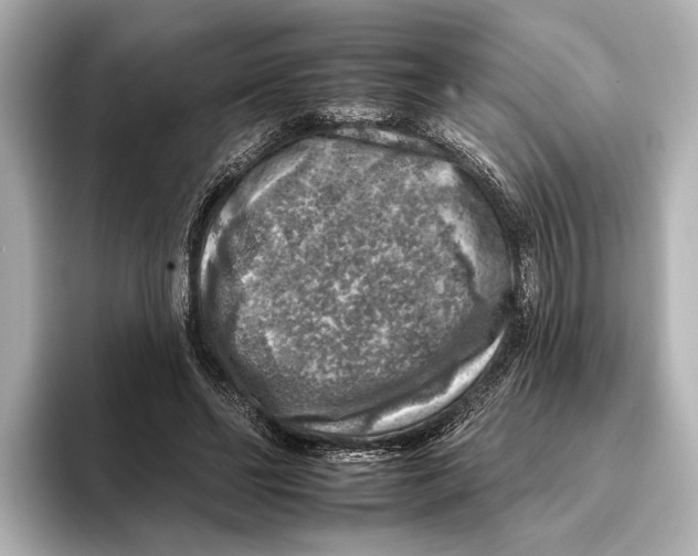 X0000095670494200802051233